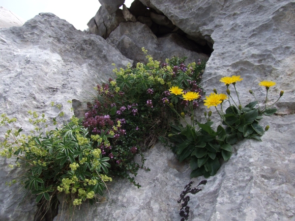 Fioriture in quota